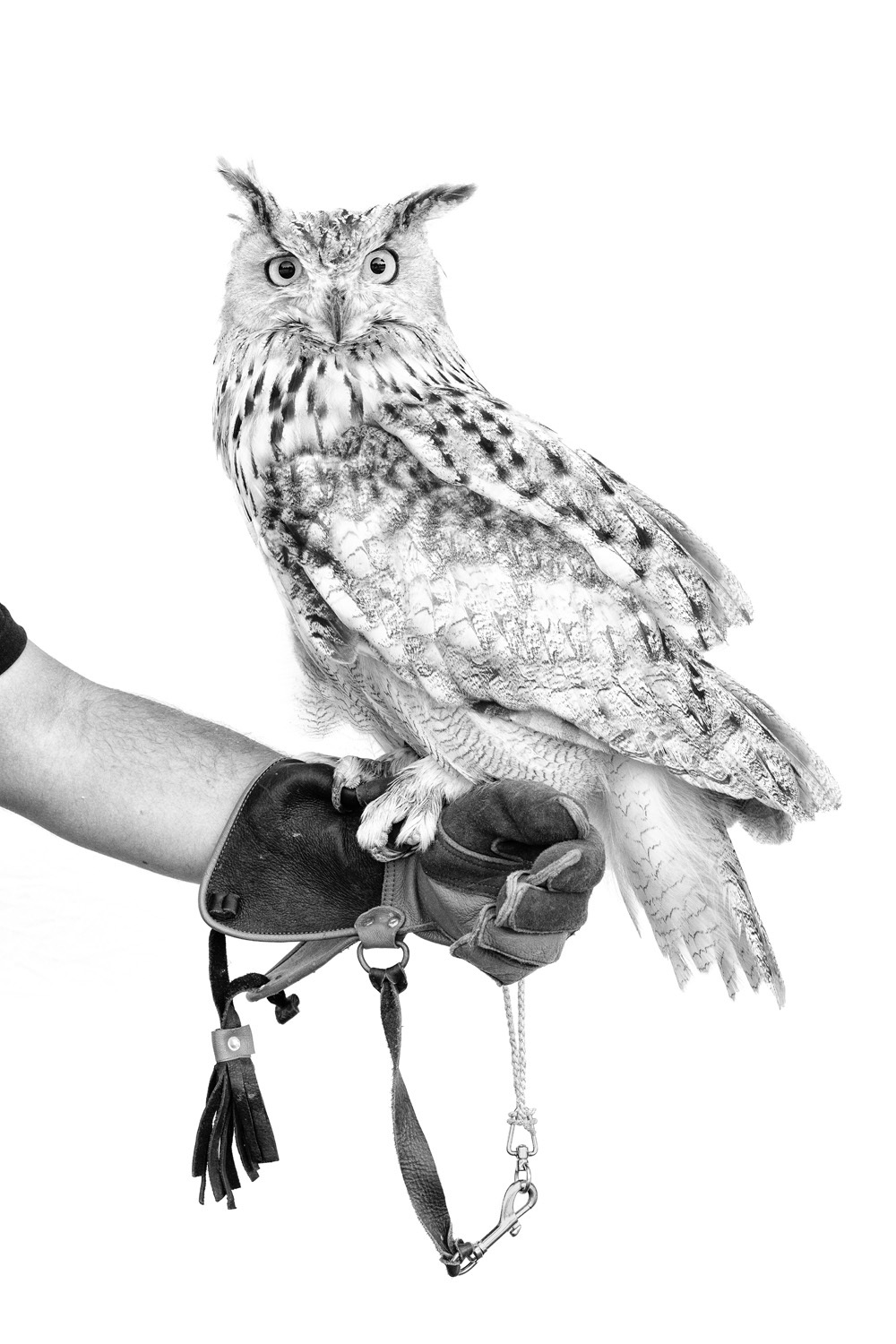 Siberian Owl "Siberia"-1