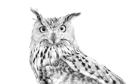 Siberian Owl "Siberia"