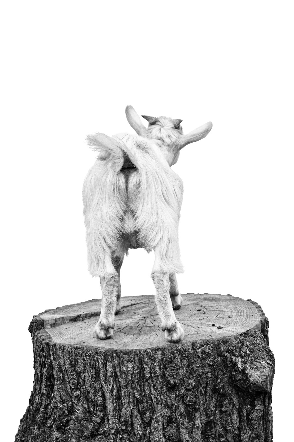 Robiola the goat-1